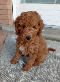 Barboncini taglia media