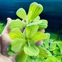 Pianta galleggiante Pistia stratiotes