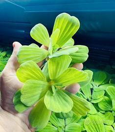 Pianta galleggiante Pistia stratiotes