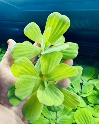 Pianta galleggiante Pistia stratiotes
