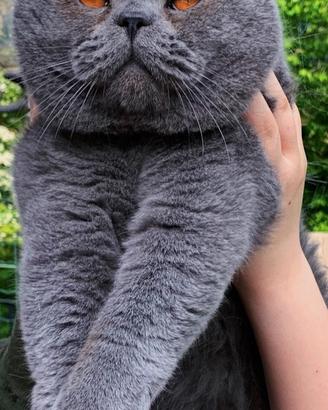 British Shorthair accoppiamento