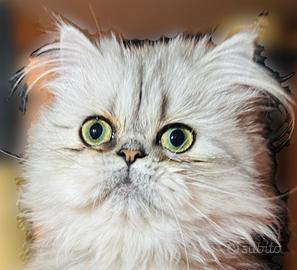 Gattina persiana silver shaded