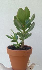 Crassula ovata o  pianta dei soldi 