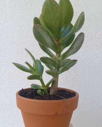Crassula ovata o  pianta dei soldi 