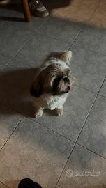 Shih tzu