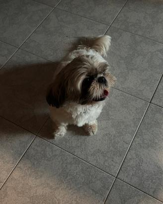 Shih tzu
