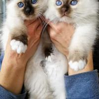 Sacro di Birmania cuccioli