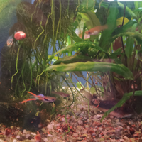 Guppy Endler
