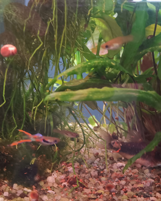 Guppy Endler