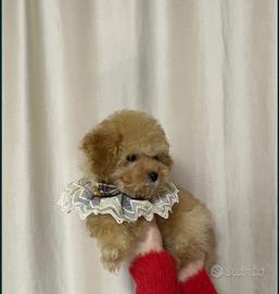 Barboncino toy femmina