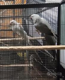 Coppia parrocchetti del collare