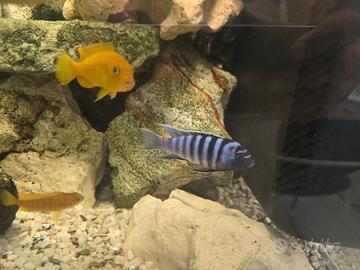 Cynothilapia zebroides