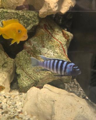 Cynothilapia zebroides