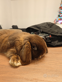 Coniglio Minilop Maschio