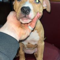 Amstaff Pitbull