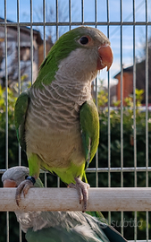 Coppia monaci verde/BLU M 22 F 23