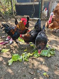 Galline marans e gallo