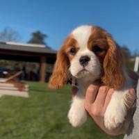 Allevamento CAVALIER KING ENCI