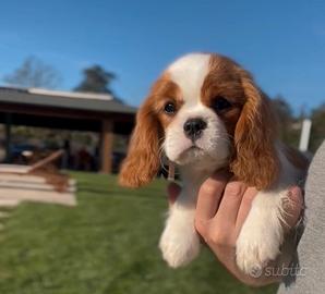 Allevamento CAVALIER KING ENCI