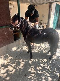 Mini pony