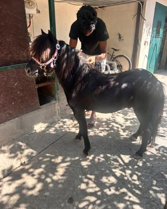 Mini pony