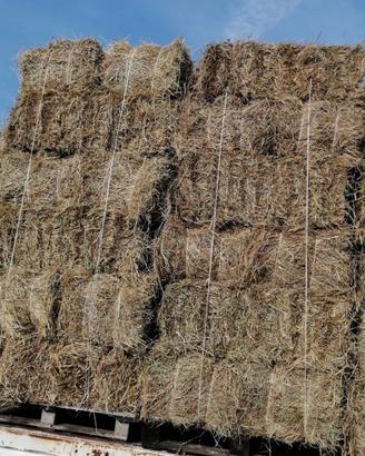 BALLETTE FIENO E PAGLIA 