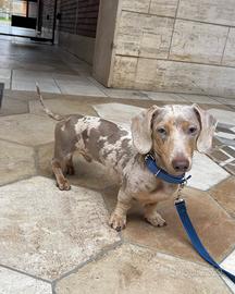 Bassotto arlecchino isabella monta/accoppiamento