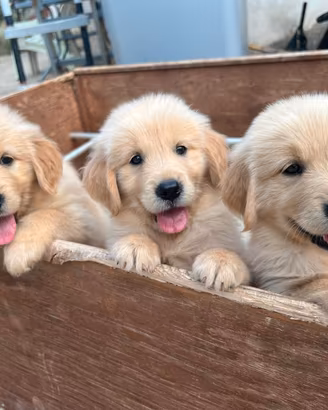 Cuccioli di Golden retriever