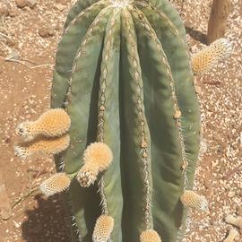 Pachycereus pringley grassa/cactus