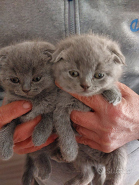 Scottish fold è straight
