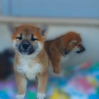 Shiba Inu