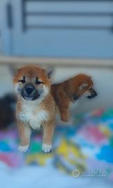 Shiba Inu