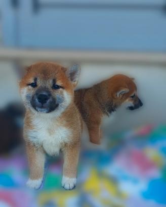 Shiba Inu