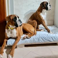 Boxers maschi per monta
