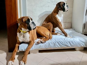 Boxers maschi per monta