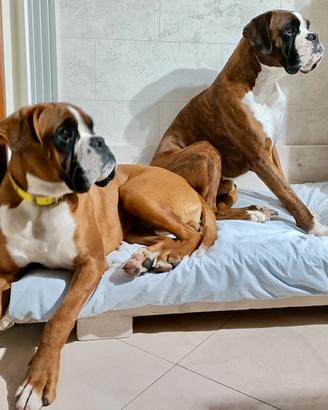 Boxers maschi per monta