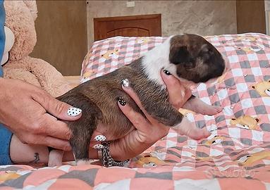 Bull Terrier standard