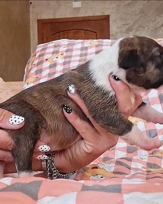 Bull Terrier standard