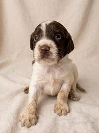 Cuccioli Springer spaniel inglese