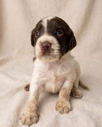 Cuccioli Springer spaniel inglese