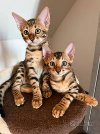 Disponibili Gatti del Bengala