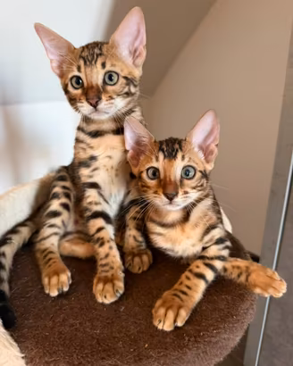Disponibili Gatti del Bengala