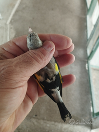 Cessione cardellini piccoli 2025 foi