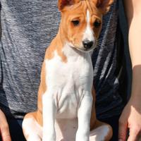 BASENJI cucciolo con pedigree ENCI