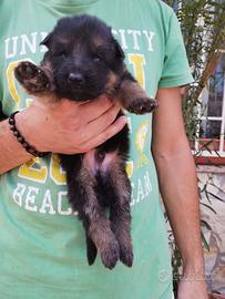 Cuccioli di pastore tedesco