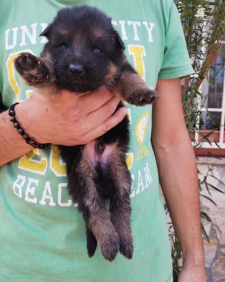 Cuccioli di pastore tedesco