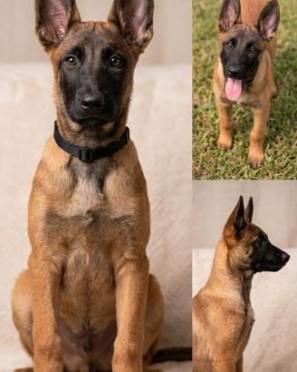 Pastore belga malinois