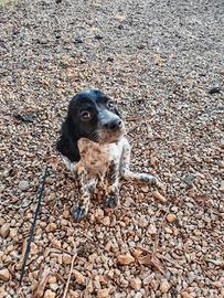 Setter inglese