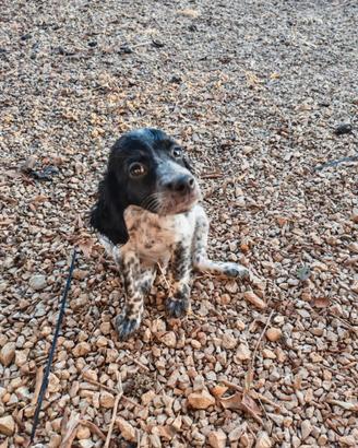 Setter inglese