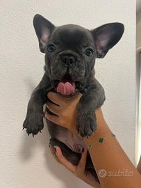 Cuccioli bulldog francese blue